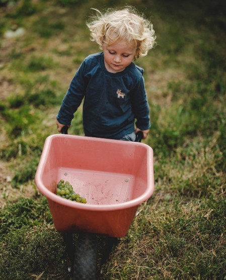 2 year old Paul running a wheelbarrow in the yard