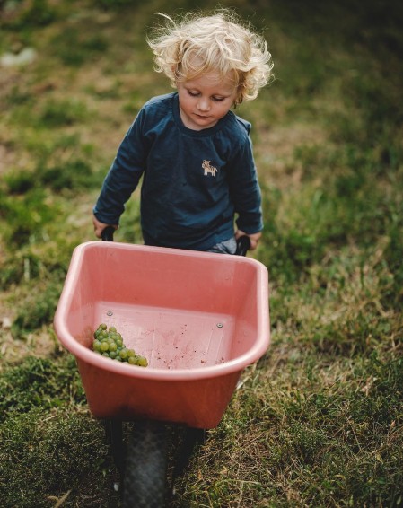 2 year old Paul running a wheelbarrow in the yard